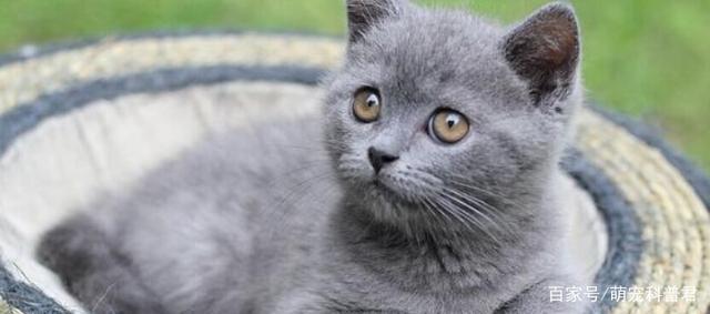 蓝猫脱毛很厉害怎么办?