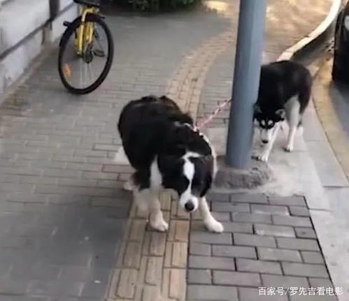 哈士奇被卡在路边的铁栏杆旁,拴在上面的牧羊犬动弹不得,两只狗被活活