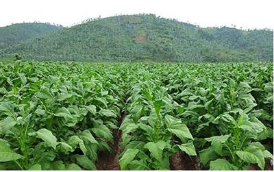 烤烟品种云烟85主要特征特性