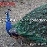 辽宁海城市%$abc附近有出售蓝孔雀白孔雀的吗