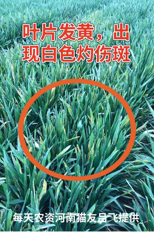 冻害,时卫华,幼穗,除草剂,磷酸二氢钾,尿素