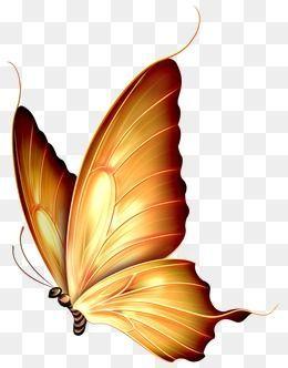 金色蝴蝶