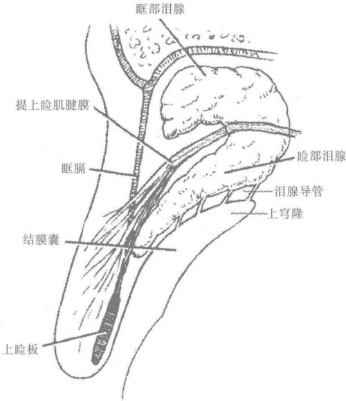 医学 眼科影像学 正文  泪腺(lacrimal gland)分主泪腺和副泪腺,主泪