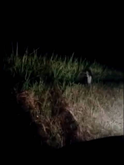 大晚上三更半夜的这是什么东西啊