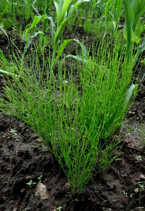 搂接草,空心草《中医药实验研究》,马蜂草,猪鬃草《东北药用植物志》