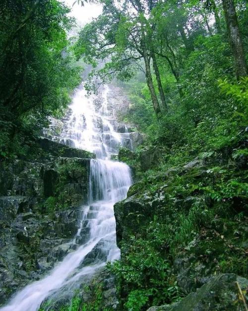 "神农架"现状,带你看看真正的原始林区