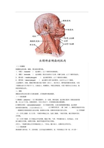 大体解剖-肌概述及头颈部肌肉.docx 5页