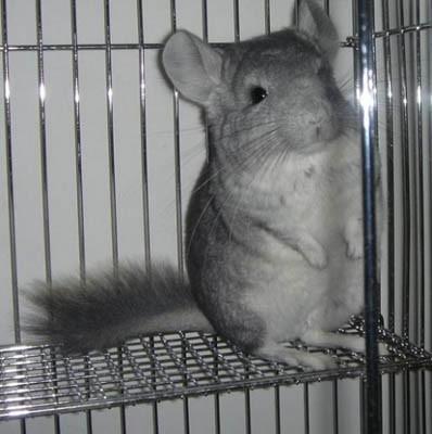 主题:转让龙猫一只