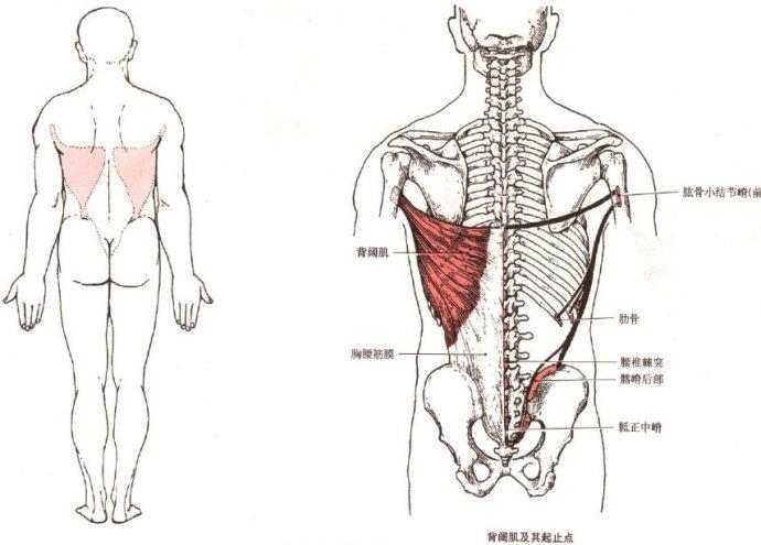 [转载]哑铃训练-背阔肌-上斜哑铃俯身划船