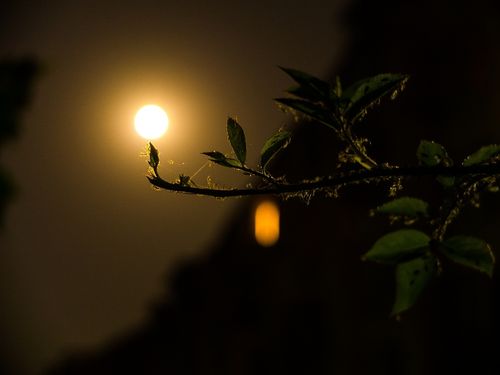 月上枝头