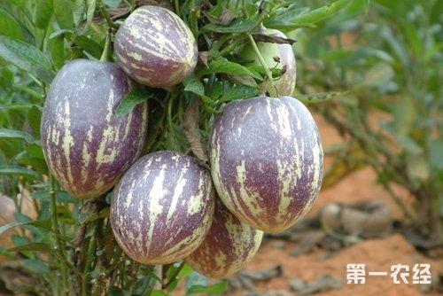 人参果黑斑病如何防治?