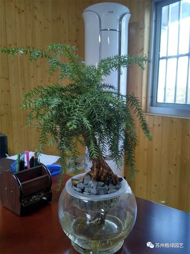 澳洲杉|水培盆景