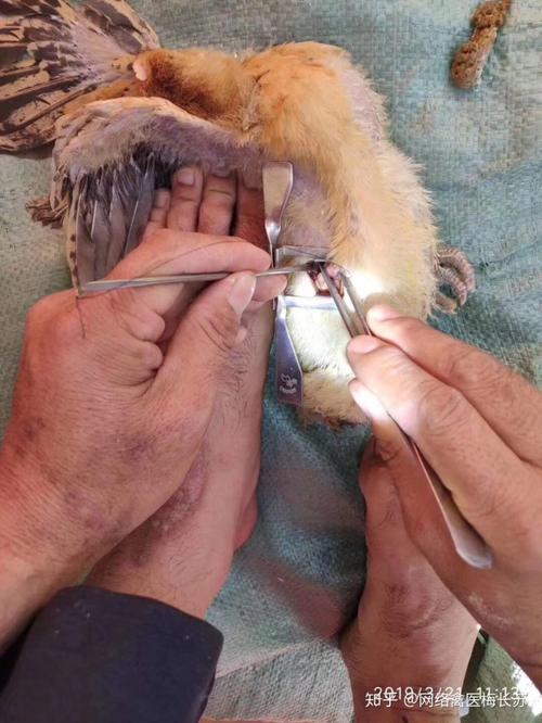 禽医梅长苏15712310970 1)阉鸡技术要求高,阉鸡前要观察大群情况