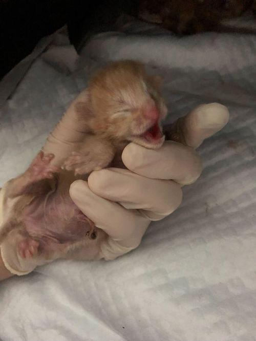 玳瑁猫妈怀孕64天,生了一窝小奶猫,看到第一只后主人直接奔溃了