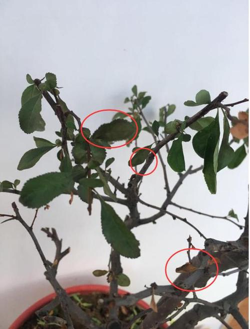 日本海棠叶子发黑并脱落,别大意,烂根了