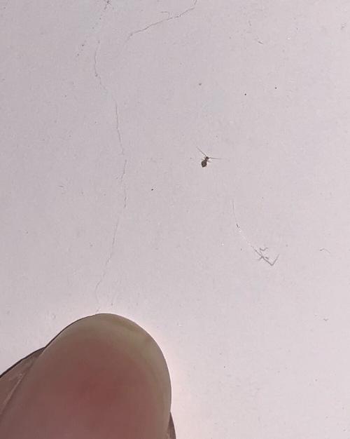 家里房间墙上有小虫子,有图,有图,求指教.