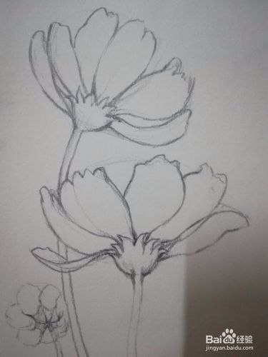 手绘花朵素描教程