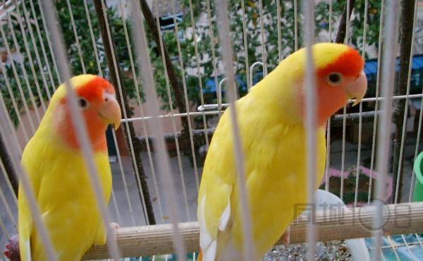 美国黄桃脸牡丹鹦鹉