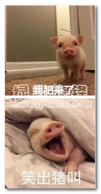 笑出猪叫表情包(笑出猪叫可爱表情大全) 无水印版