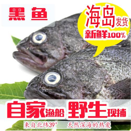 大连野生海岛黑头鱼 新鲜黑头鱼 深海鱼新鲜黑鱼 黑