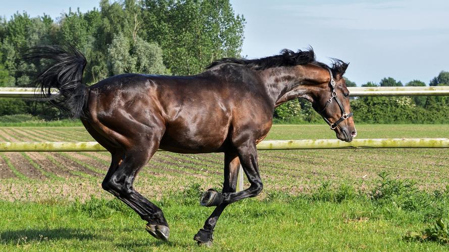 首页> 动物壁纸> 牧场壁纸> 牧场 马 草地壁纸动物壁纸> 下载高清原图