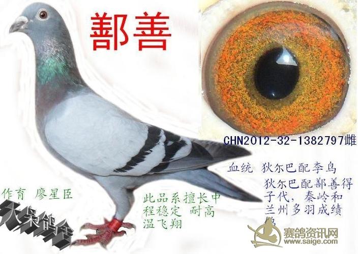 灰军团_爱鸽展厅_天枭96121 - 赛鸽资讯网
