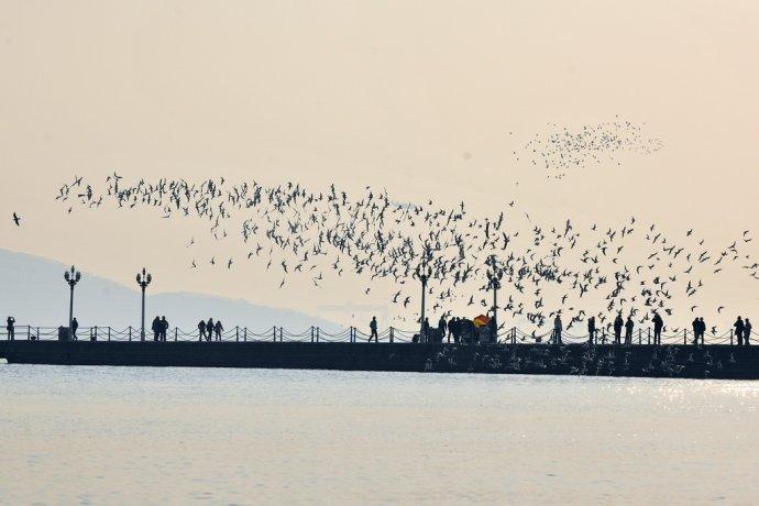 [转载]青岛栈桥白描