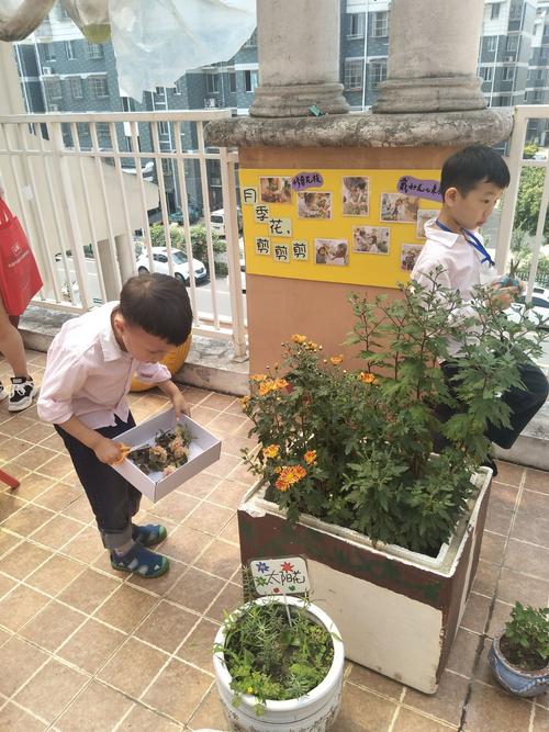 小小园艺师,修剪干枯的花枝.