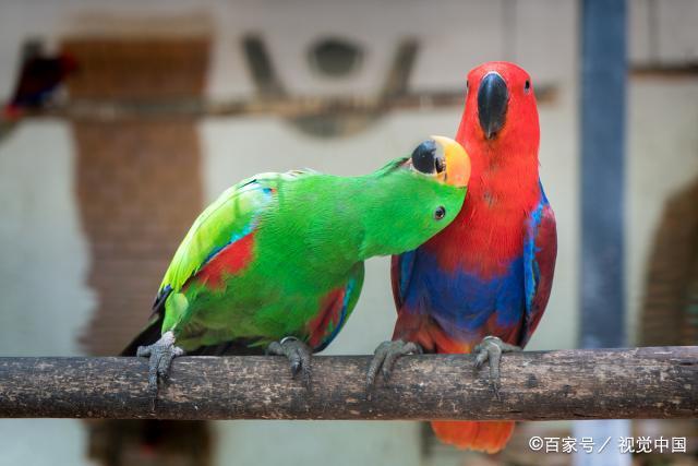 这种折衷鹦鹉雌鸟活的很享受,雄鸟活得像奴隶,当地人
