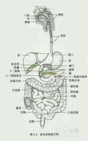 春节肠胃不好的人该如何保护自己.