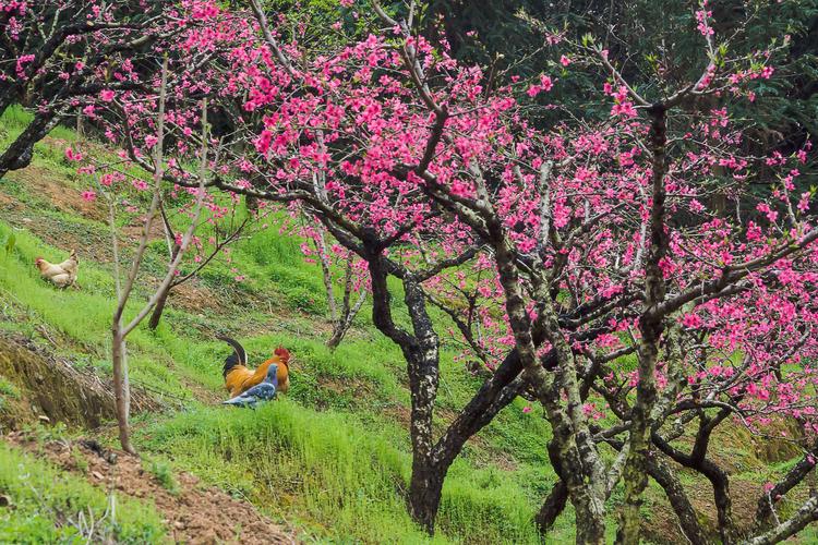 鹰嘴桃园(连平,翁源)