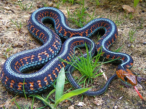 展开全部 剑纹(束)带蛇加州红边亚种(thamnophis sirtalis