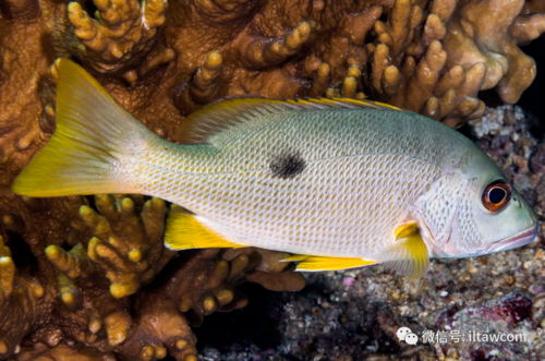 物种图册单斑笛鲷