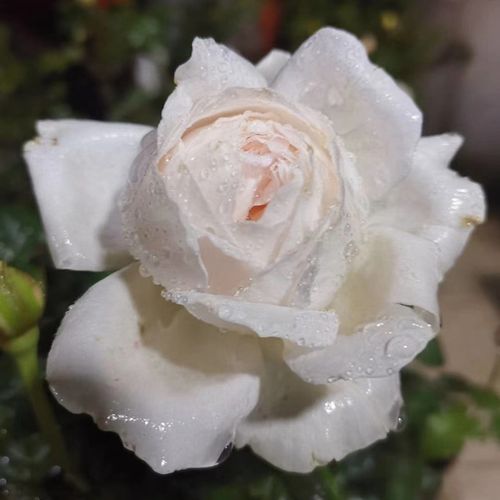 华宵-切花月季品种-图片-藤本月季网