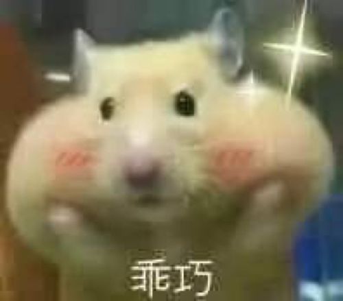 仓鼠 动物表情包【乖巧】