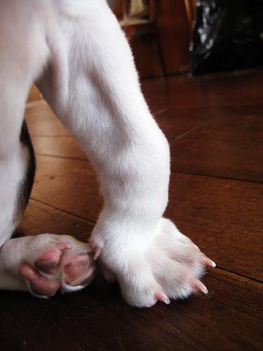 我家狗狗是2个月大的巴吉度,几天前开始左前腿脚掌骨节那里就向前