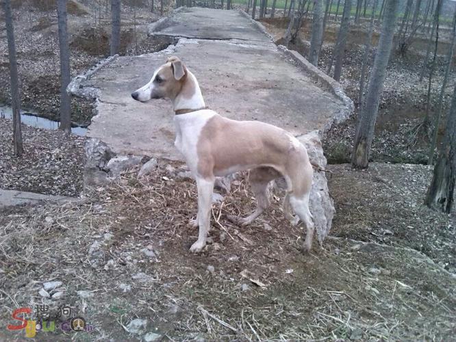 出售小老头孙代明码1800惠比特交易区搜狗论坛赛犬:惠