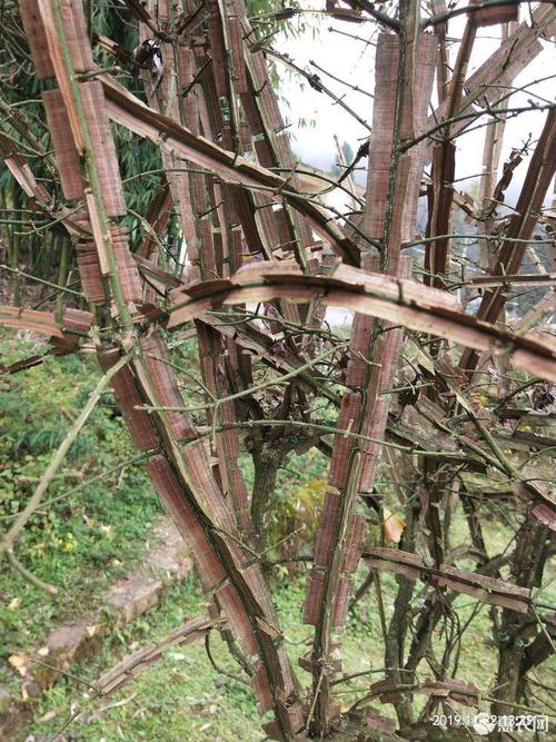 [鬼箭羽批发]鬼箭羽,鬼箭,六月凌,四面锋,蓖箕柴,价格5元/棵 - 惠农网