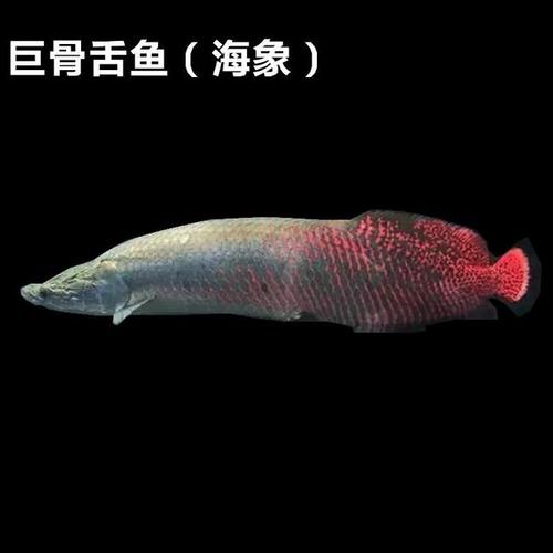 亚马逊河中霸主,以鳄鱼,食人鱼为食,巨骨舌鱼有多强?