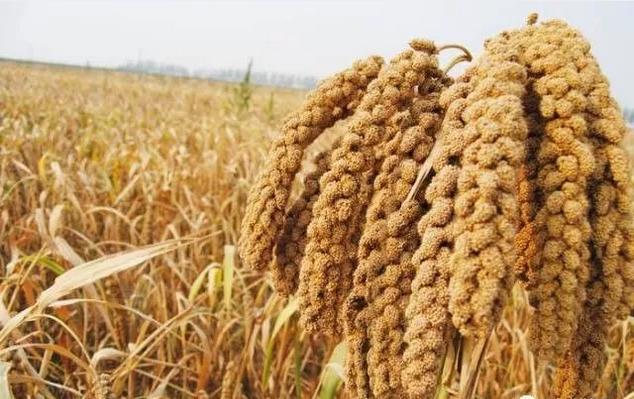 谷子荞麦价格多少钱一斤?2017秋季谷子价格行情预测