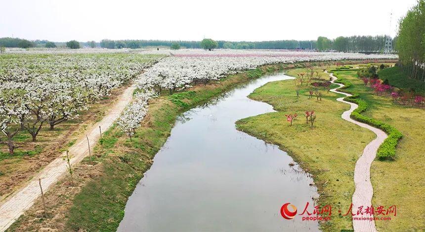 航拍雄州梨湾.雄县融媒体中心供图万亩梨花盛放.