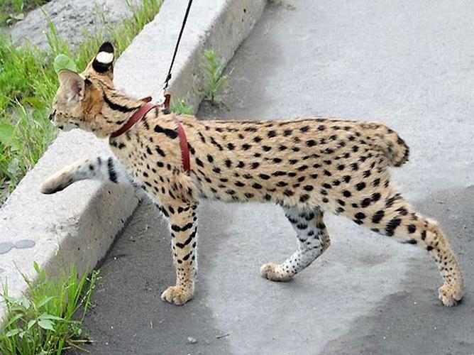 稀有品种 薮猫成猫幼崽销售