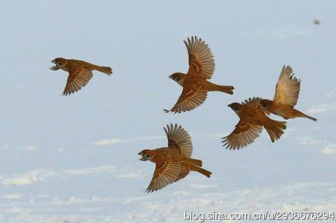 [转载]飞版小麻雀