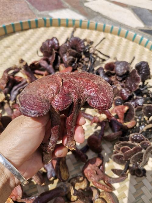 海南五指山出最优质野生灵芝_灵芝_海南_重金属_医疗健康_养生食疗