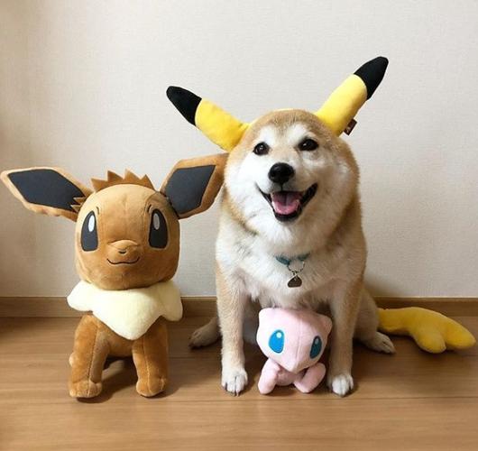 可爱柴犬的蠢萌时刻
