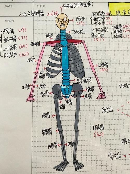 人体全身的骨骼图 如果不了解人体结构,对瑜伽几乎一无所知 如果不