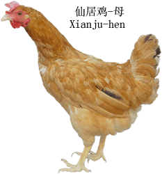 综合描述 仙居鸡(又名梅林鸡,元宝鸡)   产地(或分布):产于浙江省仙居