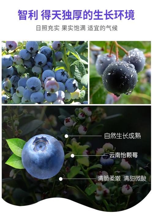 新鲜云南怡颗莓蓝莓 生鲜水果宝宝辅食应季时令鲜果盒装蓝莓