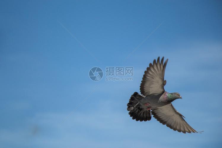 空中一只鸽子翅膀张开