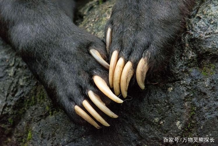 棕熊的战斗力有多强?疯狂捕食幼狼,为何成年狼不敢